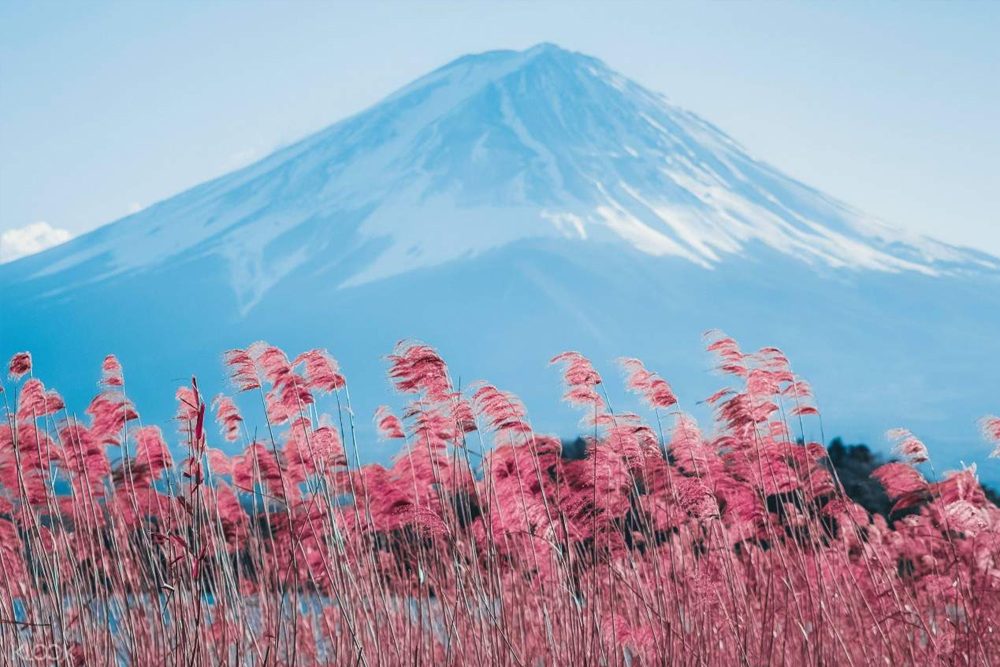 Mount Fuji beliebte instagrammable Sightseeing-Tour (ab Tokio) - Entdecken Sie die beliebte Instagram-taugliche Sightseeing-Tour zum Mount Fuji ab Tokio und erkunden Sie die fotogensten Orte rund um Japans ikonischen Berg. Machen Sie atemberaubende Fotos an berühmten Orten wie dem Arakurayama Sengen Park, Oshino Hakkai und dem Kawaguchi-See. Dieser unvergessliche Tagesausflug vereint Natur, Kultur und Fotografie für das perfekte Mount Fuji Erlebnis. Nehmen Sie jetzt teil an einem malerischen Abenteuer voller Erinnerungen und perfekten Fotomomenten. Mount Fuji beliebte instagrammable Sightseeing-Tour (ab Tokio) - Bild 1 von 5