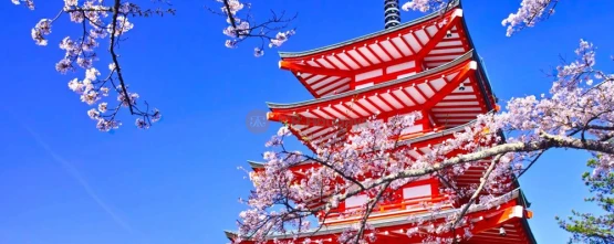Mount Fuji Popular Instagrammable Sightseeing Tour from Tokyo – Best Photo Spots JTR Holidays